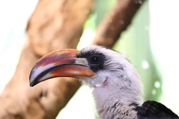 写真 鳥のクローズアップ