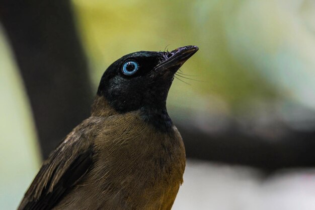 写真 鳥のクローズアップ