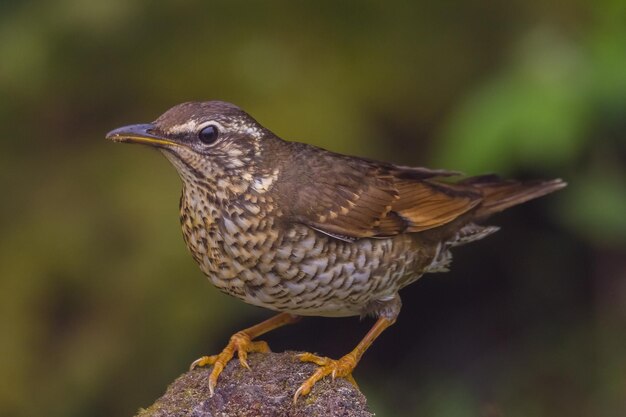 写真 鳥のクローズアップ