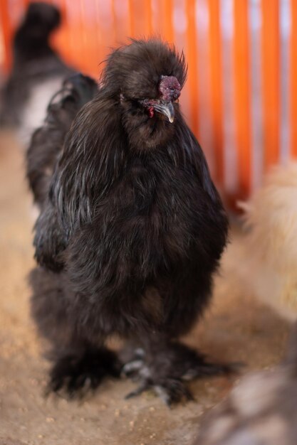 写真 鳥のクローズアップ