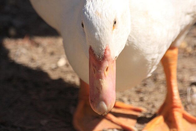 写真 鳥のクローズアップ