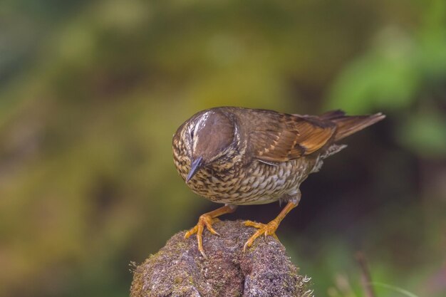 写真 鳥のクローズアップ