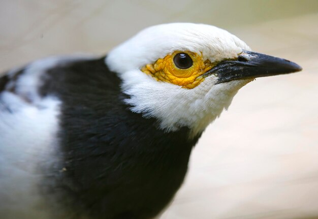 写真 鳥のクローズアップ