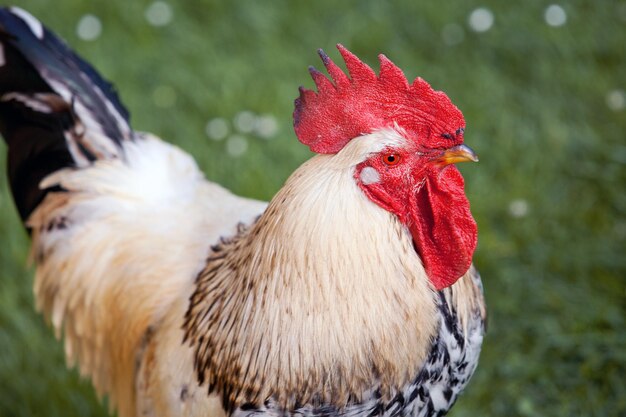 写真 鳥のクローズアップ