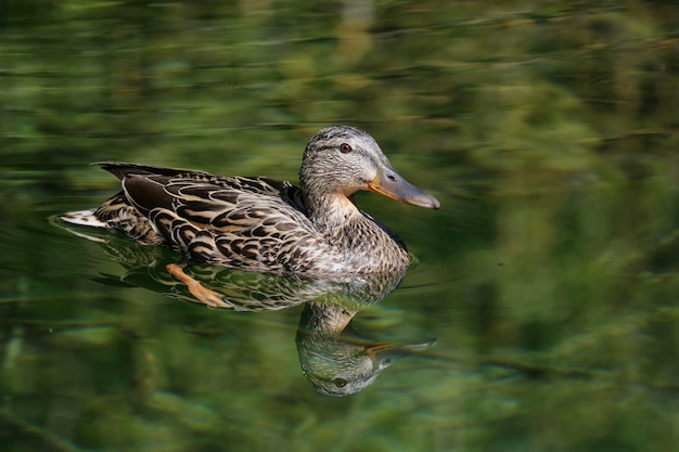 写真 鳥のクローズアップ