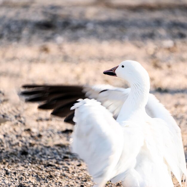 写真 鳥のクローズアップ