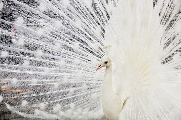 写真 鳥のクローズアップ