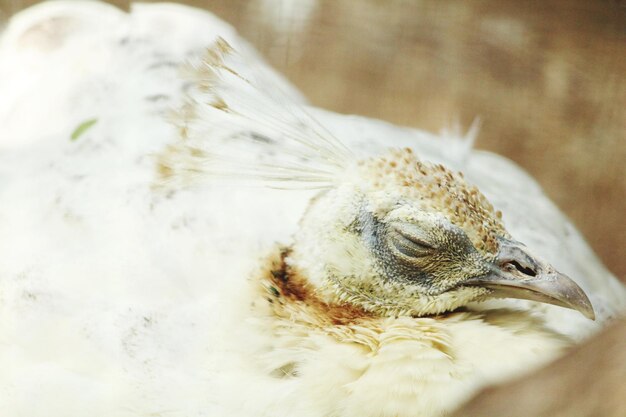 写真 鳥のクローズアップ