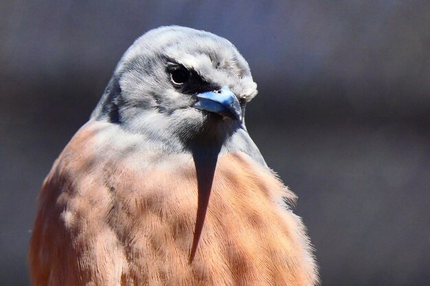 写真 鳥のクローズアップ