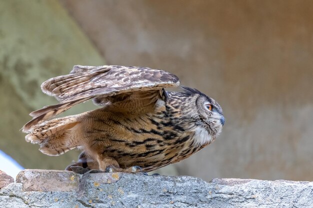 写真 鳥のクローズアップ