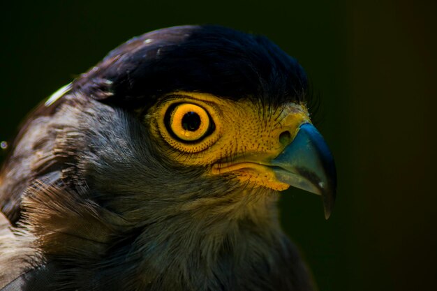 写真 鳥のクローズアップ