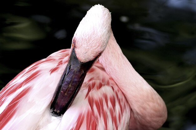 写真 鳥のクローズアップ