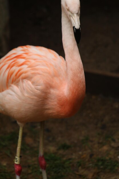 写真 鳥のクローズアップ