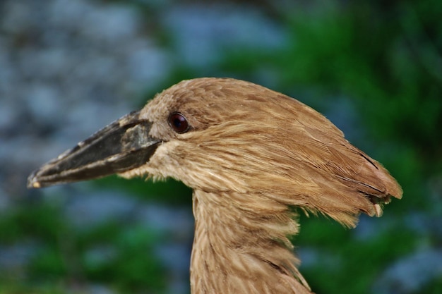 写真 鳥のクローズアップ