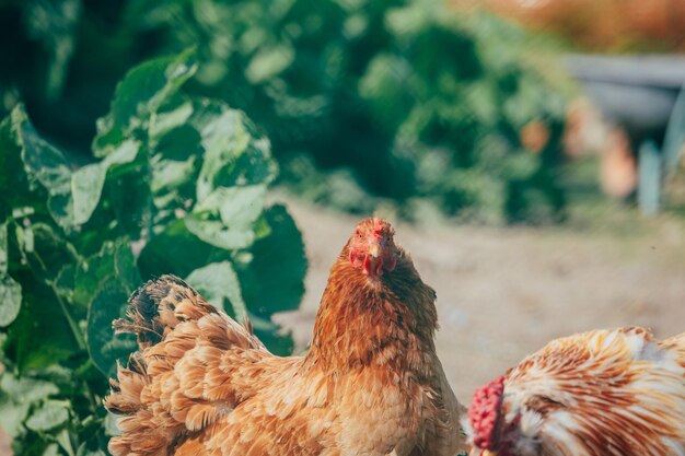 写真 鳥のクローズアップ