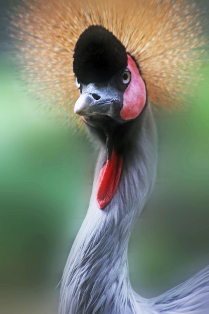 写真 鳥のクローズアップ