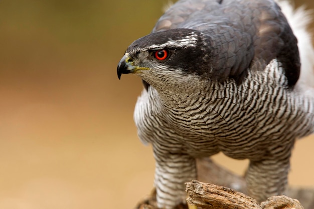 写真 鳥のクローズアップ