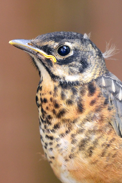 写真 鳥のクローズアップ