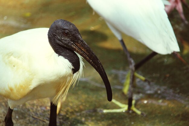 写真 鳥のクローズアップ