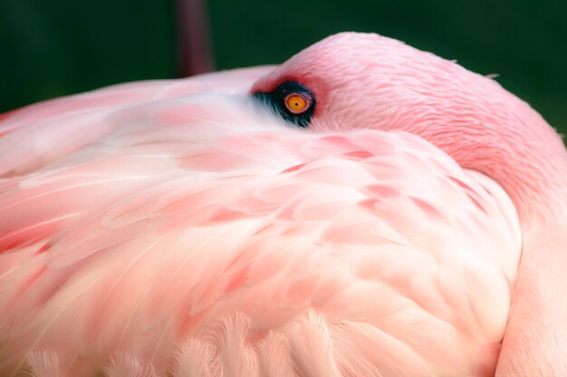 写真 鳥のクローズアップ