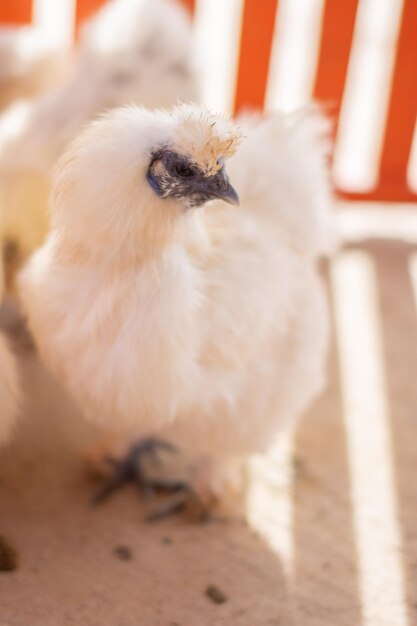 写真 鳥のクローズアップ