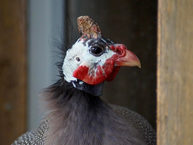 写真 鳥のクローズアップ