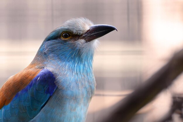 写真 鳥のクローズアップ