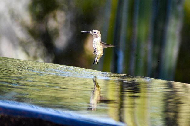 写真 鳥のクローズアップ