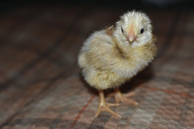 写真 鳥 の クローズアップ