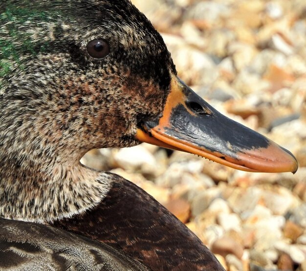 写真 鳥のクローズアップ