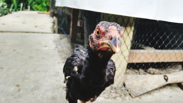 写真 鳥のクローズアップ