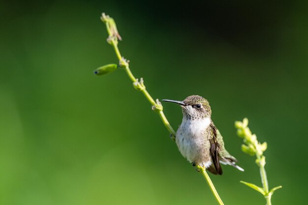 写真 鳥のクローズアップ