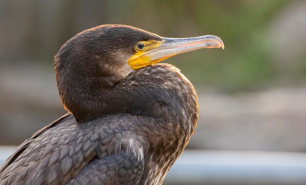 写真 鳥のクローズアップ