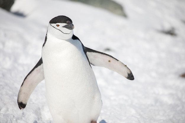 写真 鳥のクローズアップ