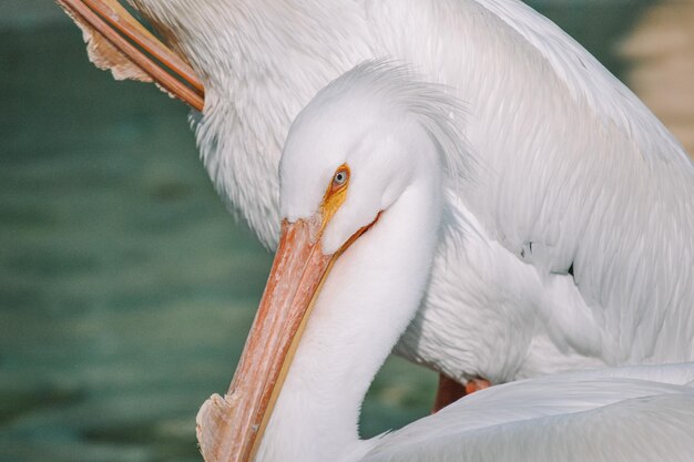 写真 鳥のクローズアップ