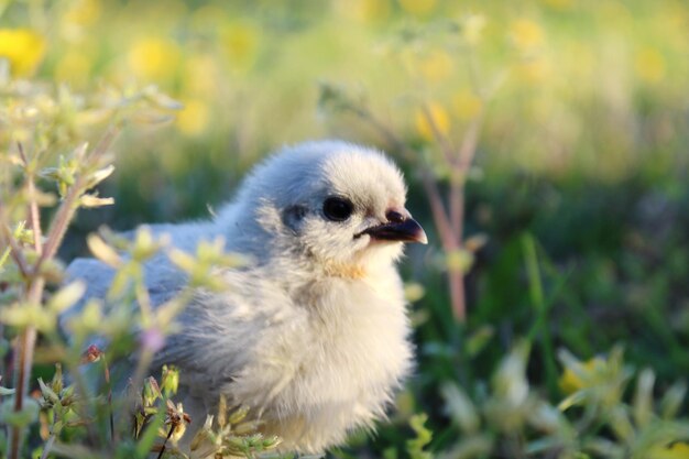 写真 鳥 の クローズアップ