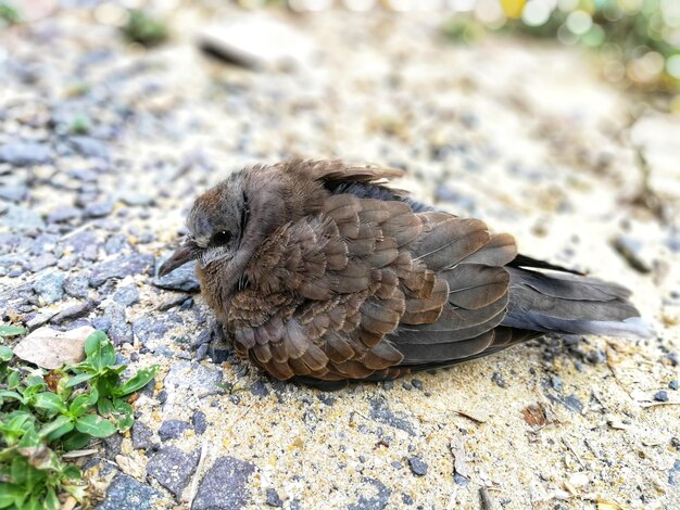 写真 鳥のクローズアップ