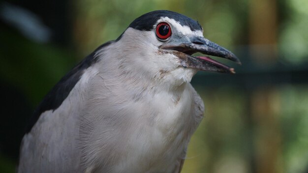 写真 鳥のクローズアップ