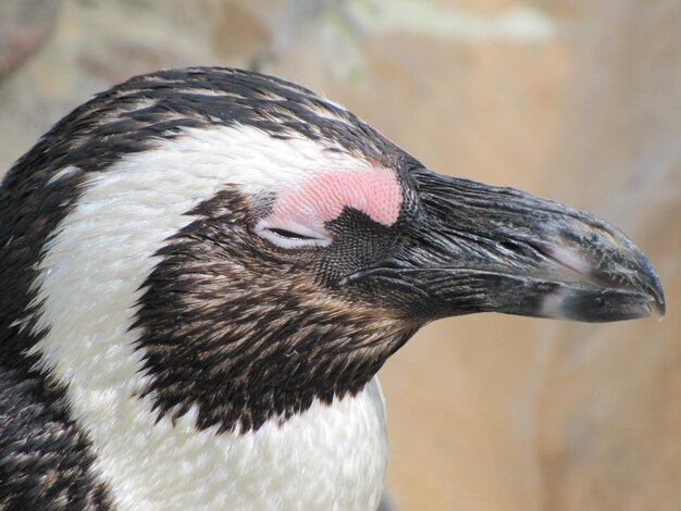 写真 鳥のクローズアップ