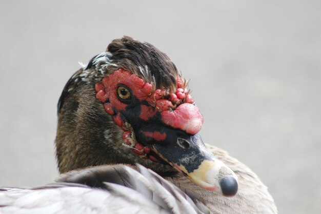 写真 鳥のクローズアップ