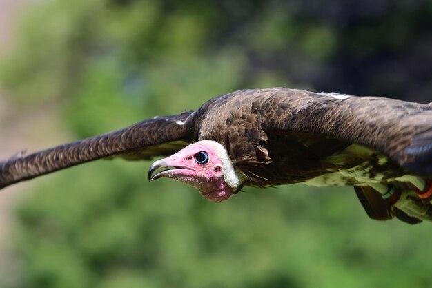 写真 鳥のクローズアップ