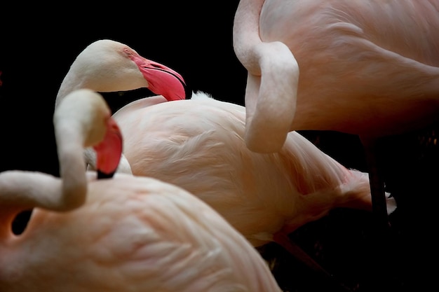 写真 鳥のクローズアップ