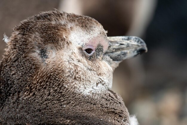 写真 鳥のクローズアップ