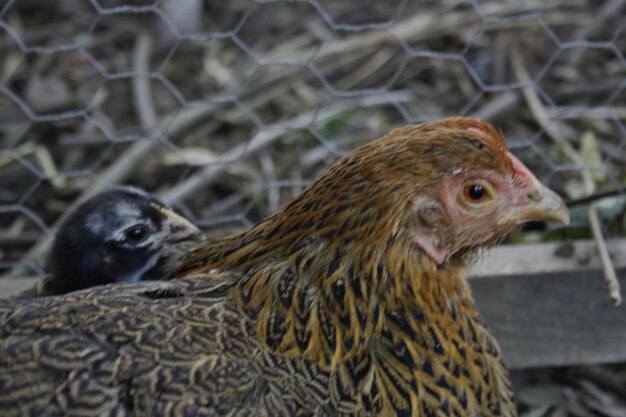 写真 鳥のクローズアップ