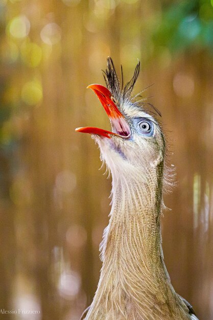 写真 鳥のクローズアップ