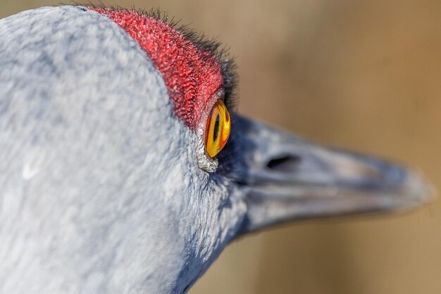 写真 鳥のクローズアップ