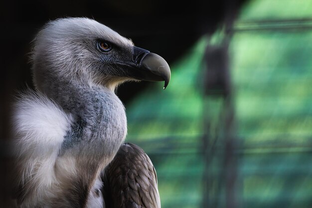 写真 鳥 の クローズアップ