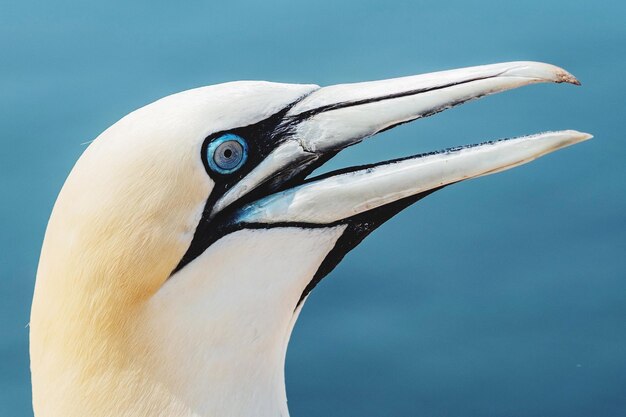 写真 鳥のクローズアップ