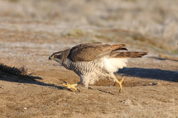 写真 鳥のクローズアップ