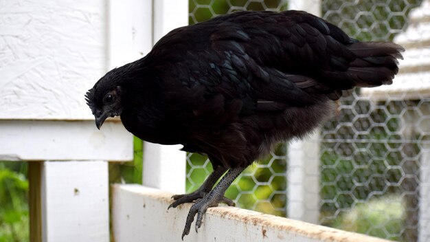 写真 鳥のクローズアップ